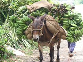 15 Day Tour - Canchánchara To Cucurucho 15 Day Tour - Canchánchara To Cucurucho