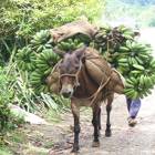 15 Day Tour - Canchánchara To Cucurucho 15 Day Tour - Canchánchara To Cucurucho