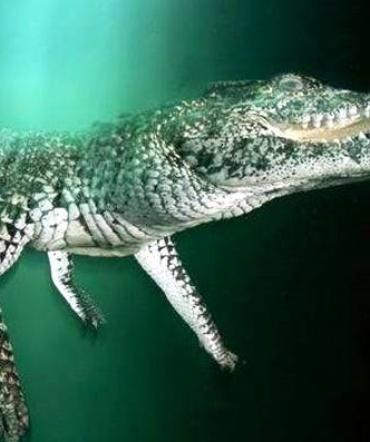 A Cuban crocodile swimming underwater