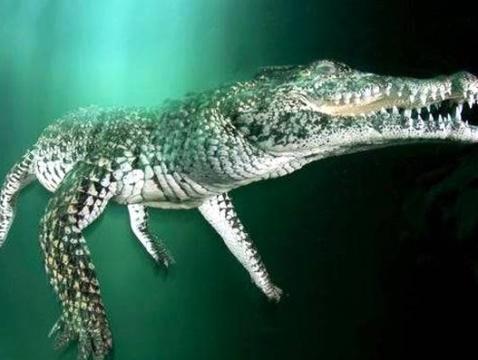 A Cuban crocodile swimming underwater