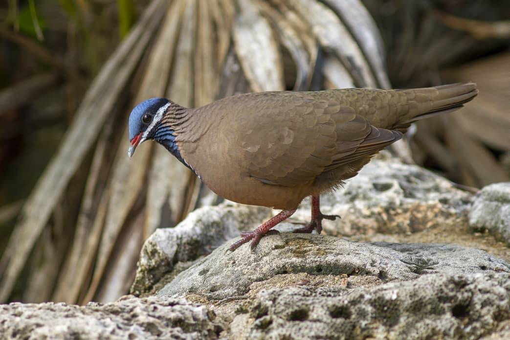 A Blue Headed Quail Dove (Starnoenas cyanocephala) A Blue Headed Quail Dove (Starnoenas cyanocephala)