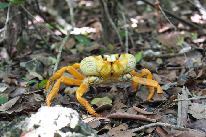 A crab in the Bay of Pigs, Cuba A crab in the Bay of Pigs, Cuba