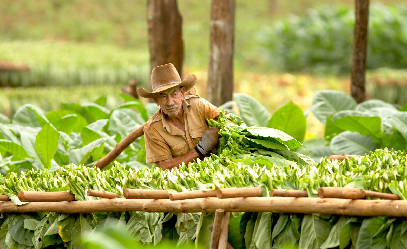 A farmer harvesting tobacco leaves in Vinales, Cuba A farmer harvesting tobacco leaves in Vinales, Cuba