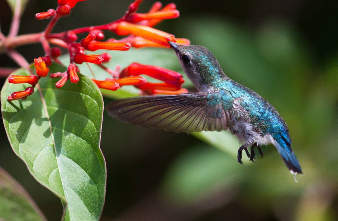 A female bee hummingbird, or Zunzuncito (Mellisuga helenae) A female bee hummingbird, or Zunzuncito (Mellisuga helenae)