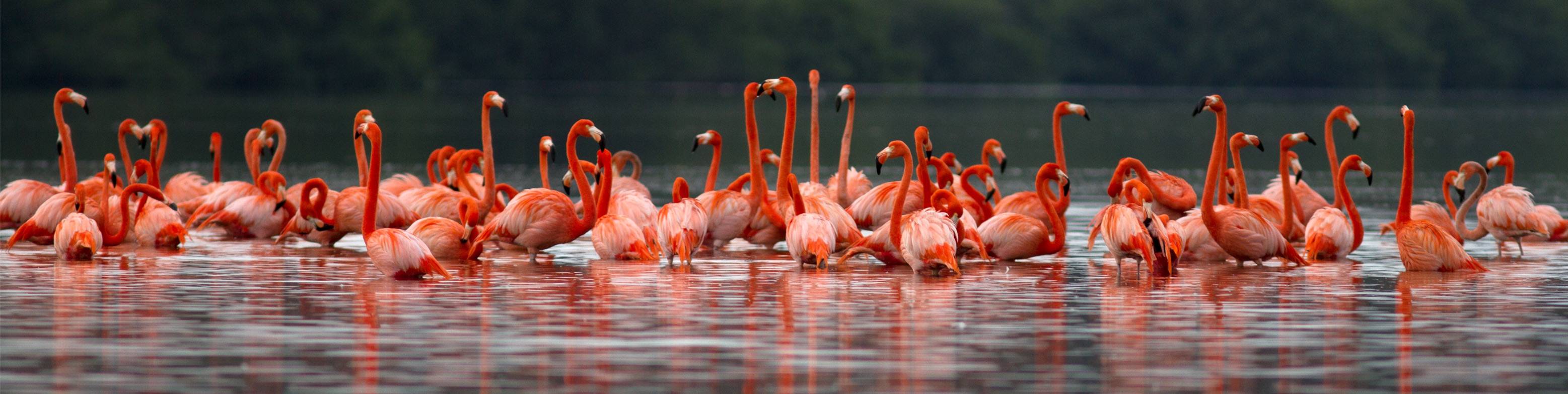 A flock of American flamingos (Phoenicopterus ruber) in La Salinas, Zapata Peninsula, Cuba