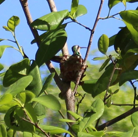 A hummingbird in its nest in the Bay of Pigs, Cuba A hummingbird in its nest in the Bay of Pigs, Cuba