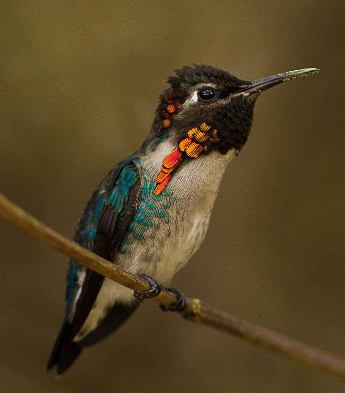 A juvenile male bee hummingbird, still developing his colourful plumage A juvenile male bee hummingbird, still developing his colourful plumage