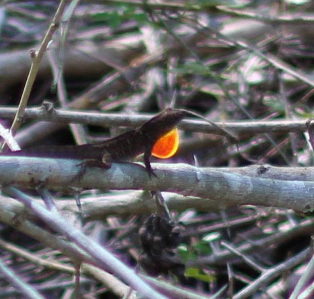 A lizard in the Bay of Pigs, Cuba A lizard in the Bay of Pigs, Cuba