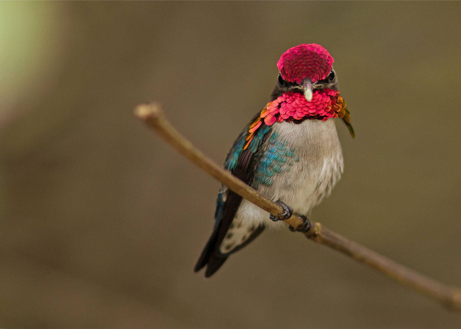 A male Bee Hummingbird in Cuba