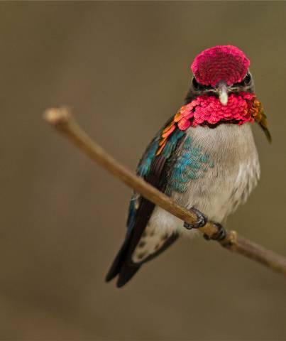 A male Bee Hummingbird in Cuba