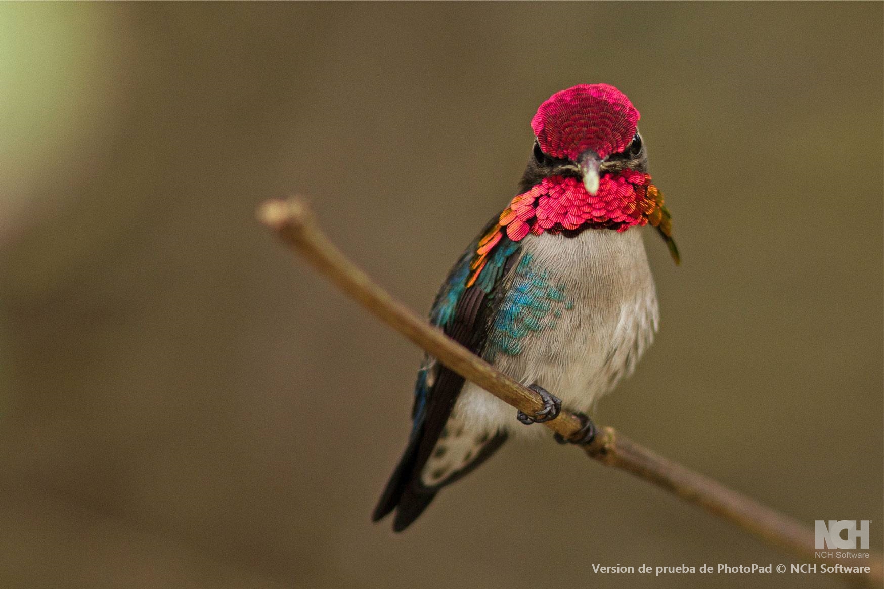 A male Bee Hummingbird in Cuba