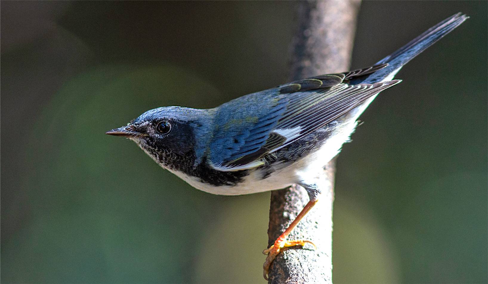 A male Black Throated Blue Warbler (Dendroica caerulescens) in Cuba A male Black Throated Blue Warbler (Dendroica caerulescens) in Cuba