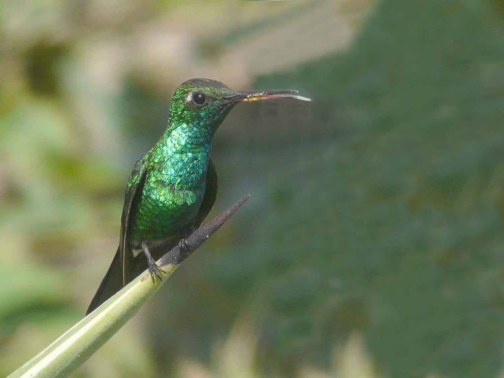 A male Cuban Emerald Hummingbird (Chlorostilbon ricordii) A male Cuban Emerald Hummingbird (Chlorostilbon ricordii)