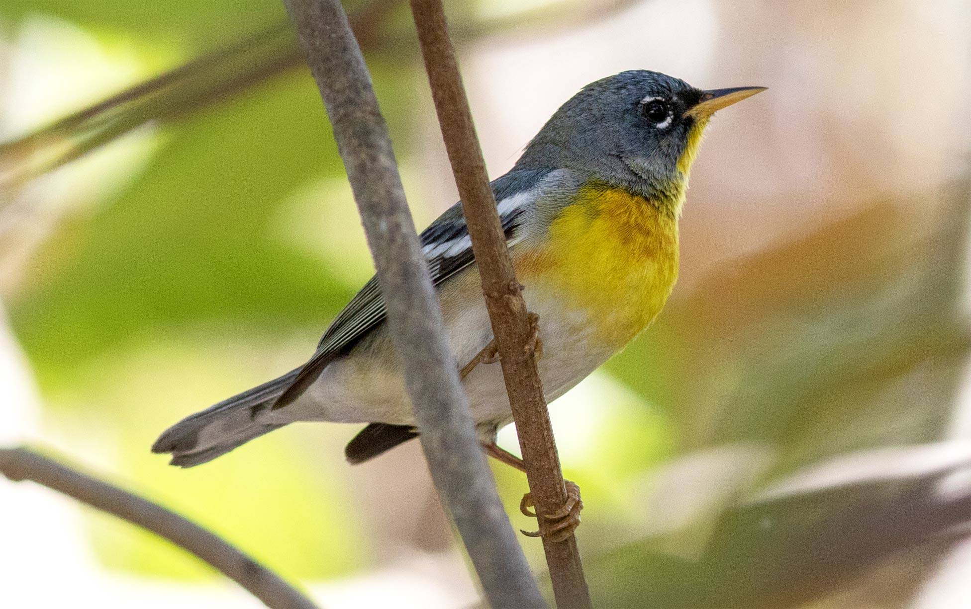 A Northern Parula (Parula Americana) in Cuba A Northern Parula (Parula Americana) in Cuba