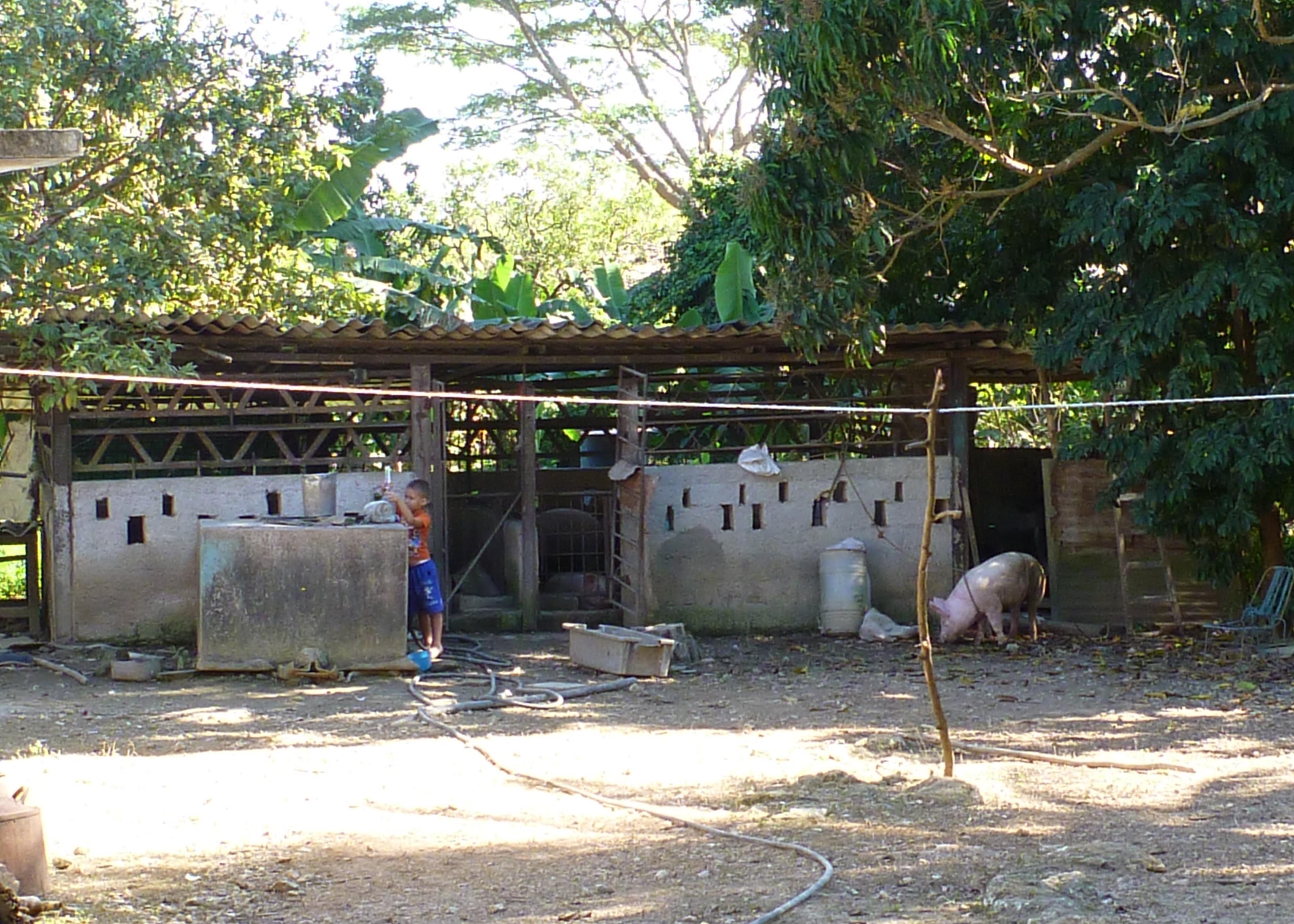 A pig farm outside of Havana