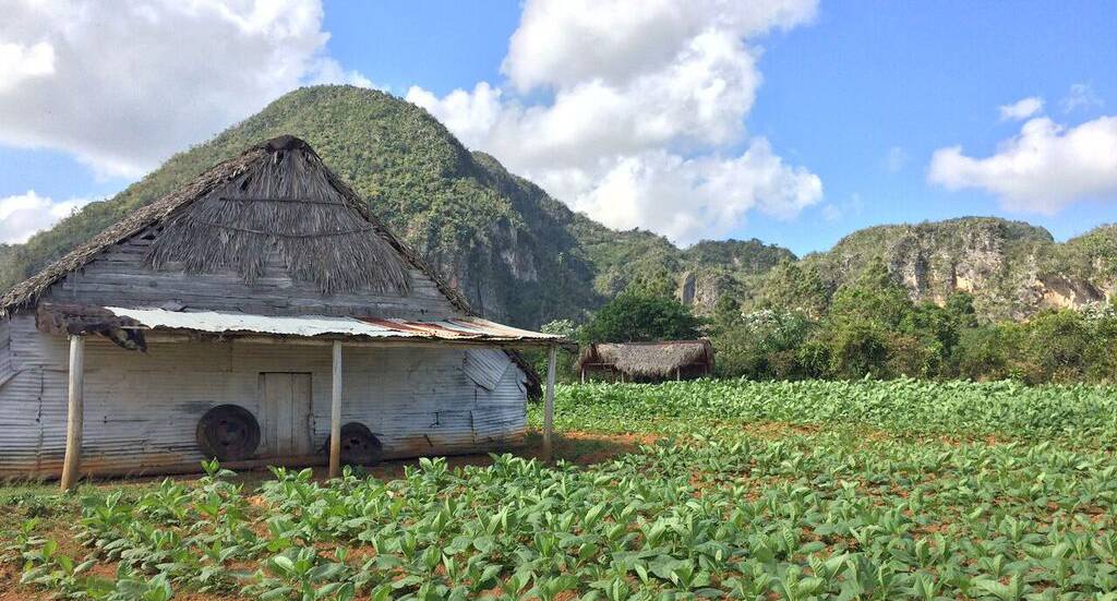A tobacco farm in Vinales, Cuba with mogote mountains in the background. A tobacco farm in Vinales, Cuba with mogote mountains in the background.