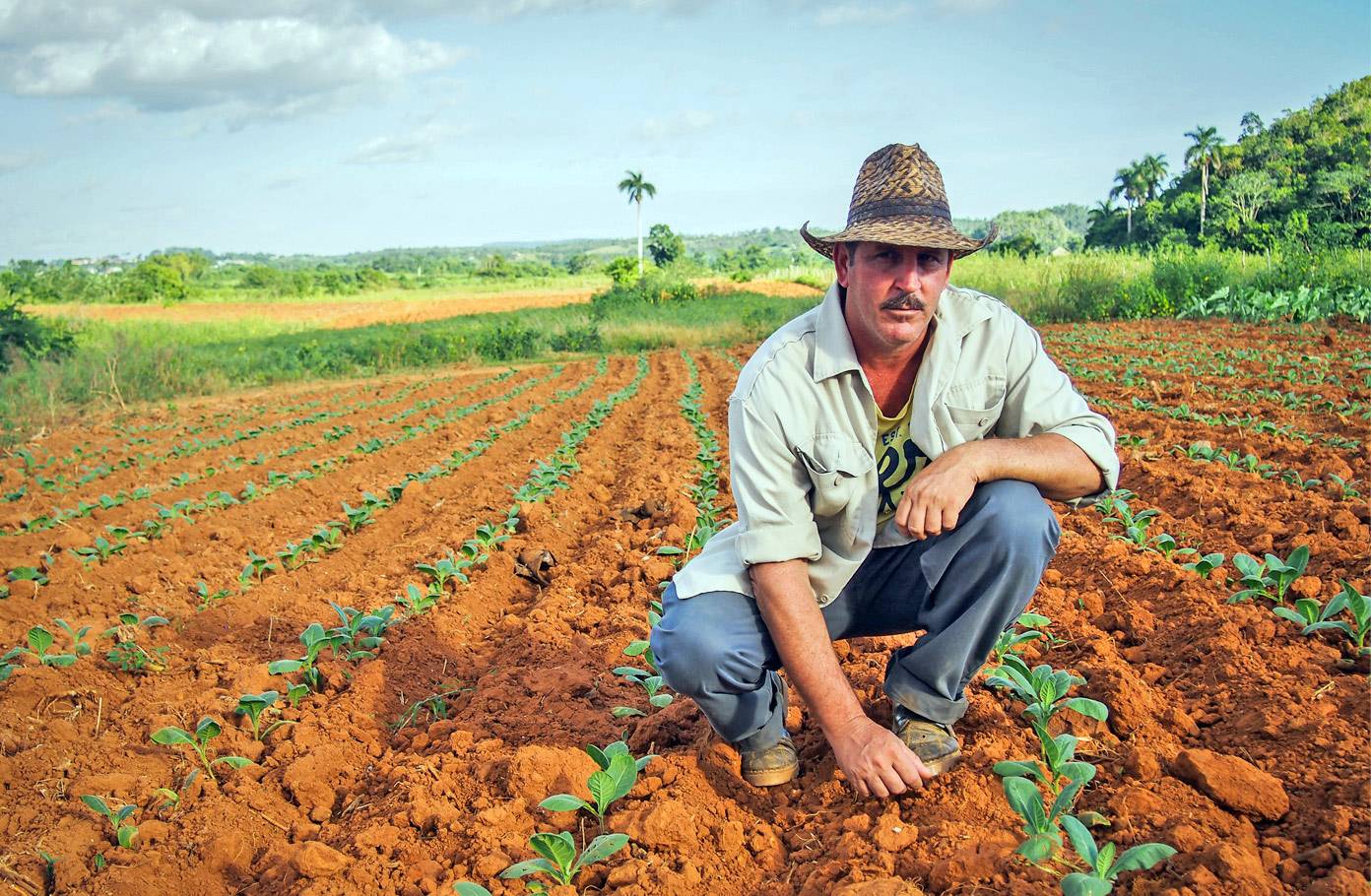 A tobacco farmer poses with his young crop of tobacco seedlings in Vinales, Cuba A tobacco farmer poses with his young crop of tobacco seedlings in Vinales, Cuba