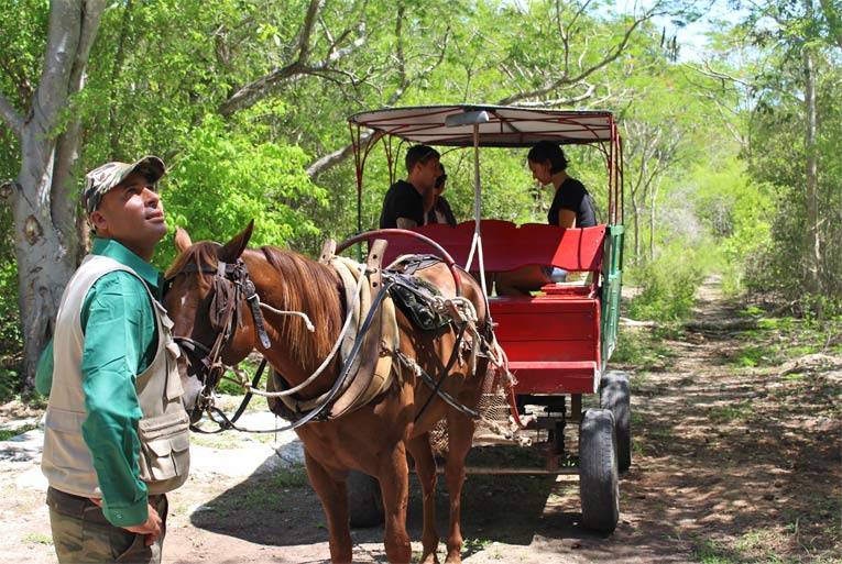 A tour guide and his horse and horse carriage in the Bay of Pigs, Cuba A tour guide and his horse and horse carriage in the Bay of Pigs, Cuba