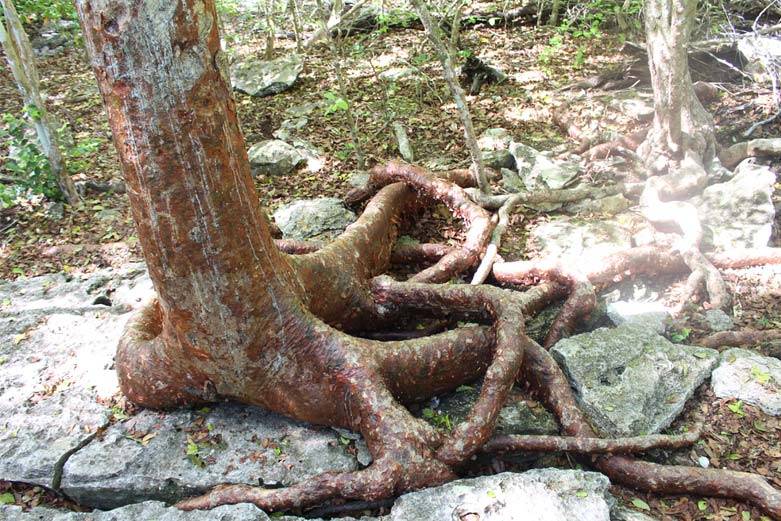 A tree in the Bay of Pigs, Cuba A tree in the Bay of Pigs, Cuba