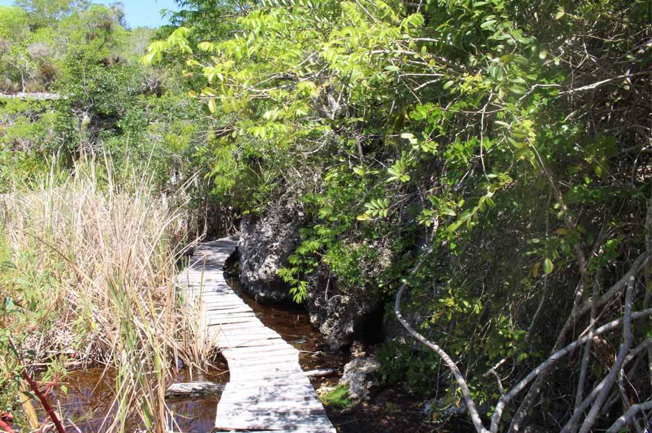A wooden walkway in the forest in the Bay of Pigs, Cuba A wooden walkway in the forest in the Bay of Pigs, Cuba