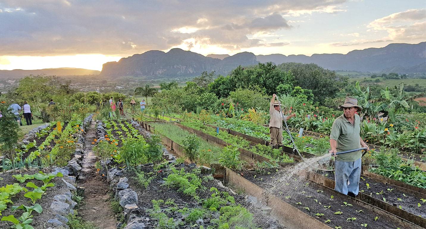 A worker at an organic farm in Vinales, Cuba, watering plants at sunset