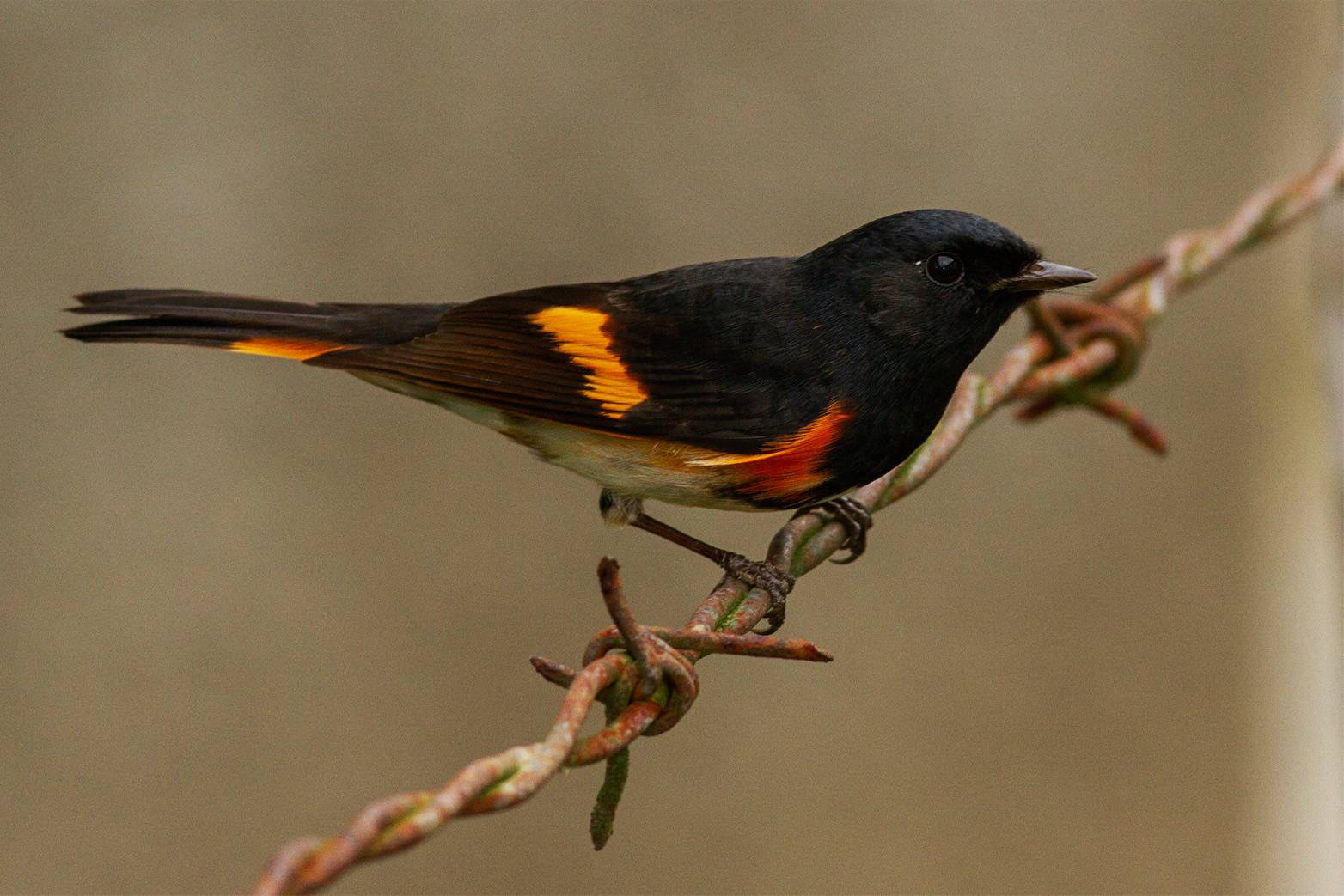 American redstart American redstart