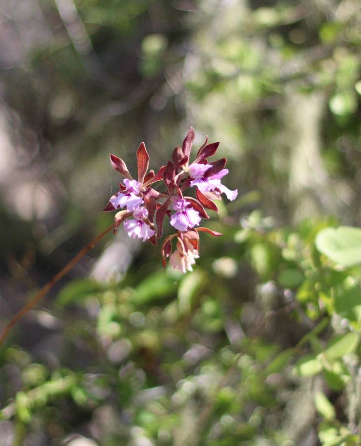 An orchid in the Bay of Pigs, Cuba An orchid in the Bay of Pigs, Cuba