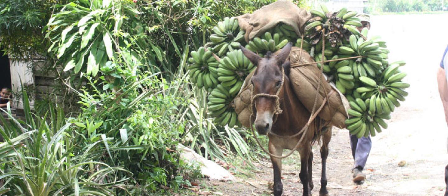 Bananas