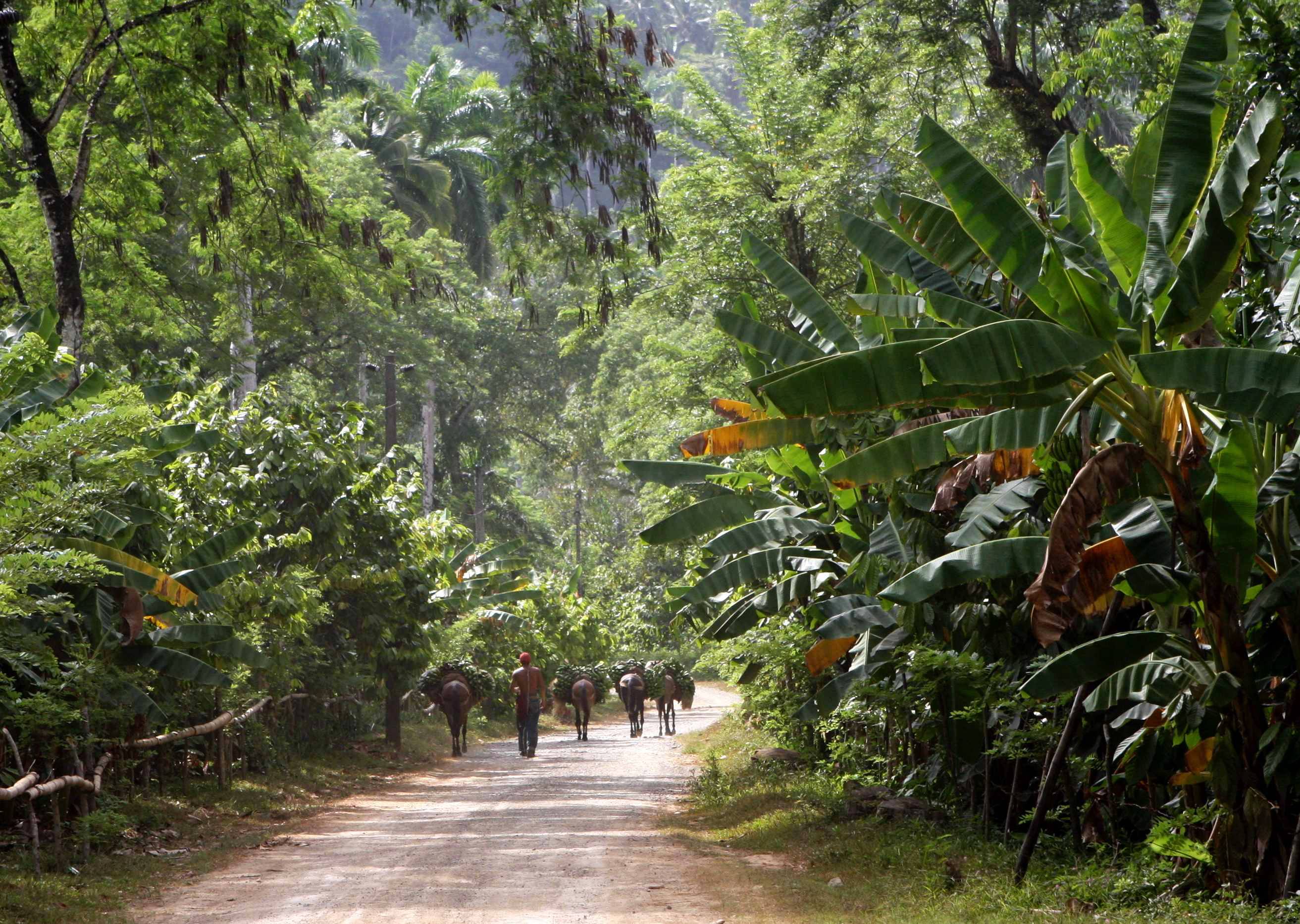 baracoa hike baracoa hike