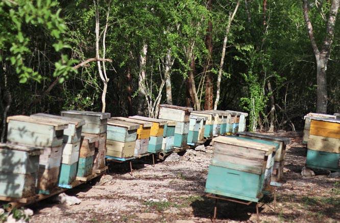 Bee hives in the Bay of Pigs, Cuba Bee hives in the Bay of Pigs, Cuba