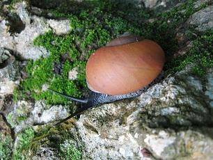 Brown snail, Pinar del Rio province brown snail on mossy rocks