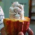 Cacao is the fruit from which chocolate is made Cacao is the fruit from which chocolate is made