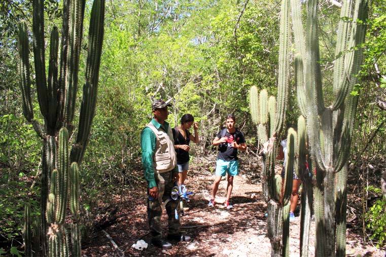 Cacti in the Bay of Pigs, Cuba Cacti in the Bay of Pigs, Cuba