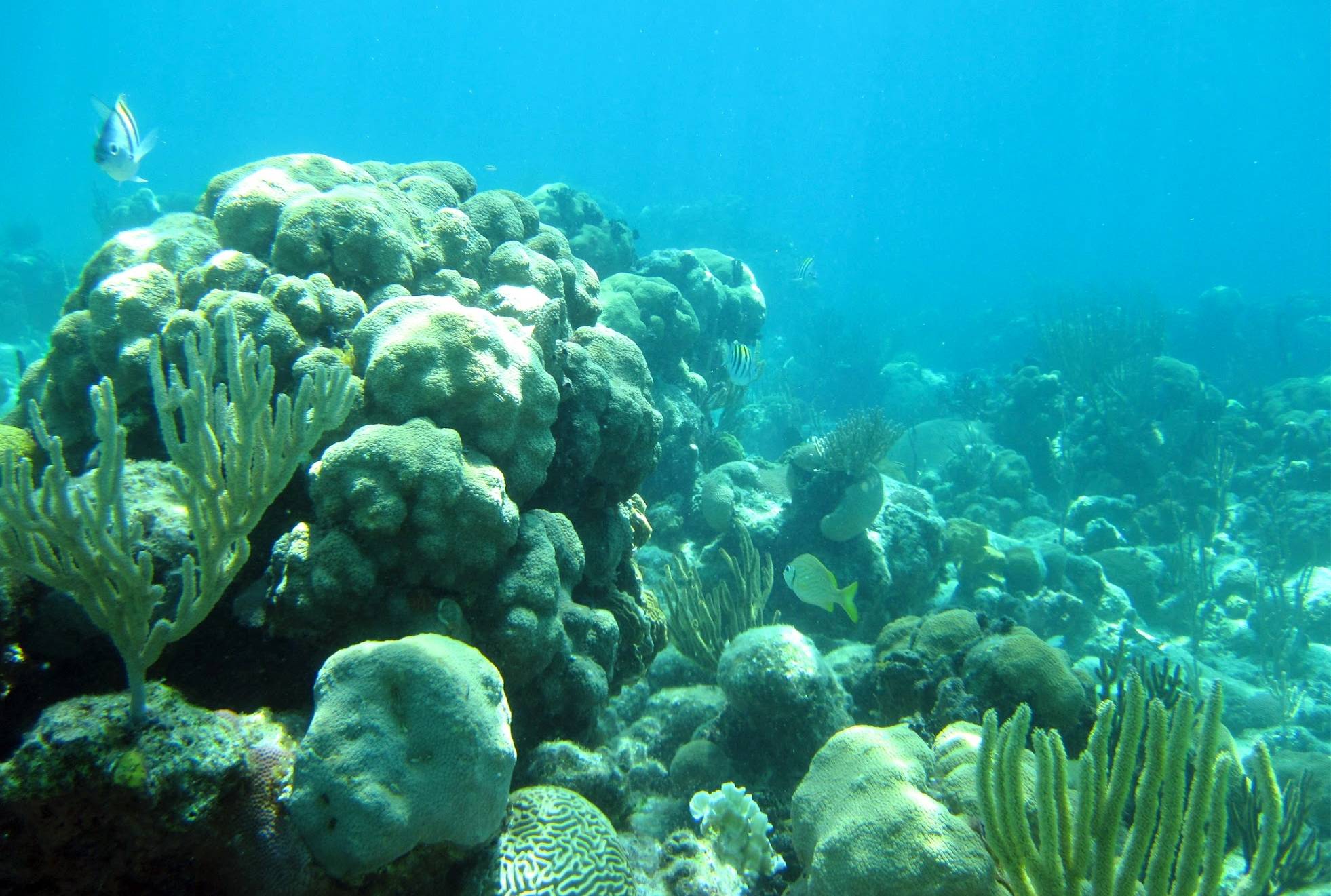 Coral and fish near the shoreline of Playa Giron A coral reef at Playa Giron, Cuba