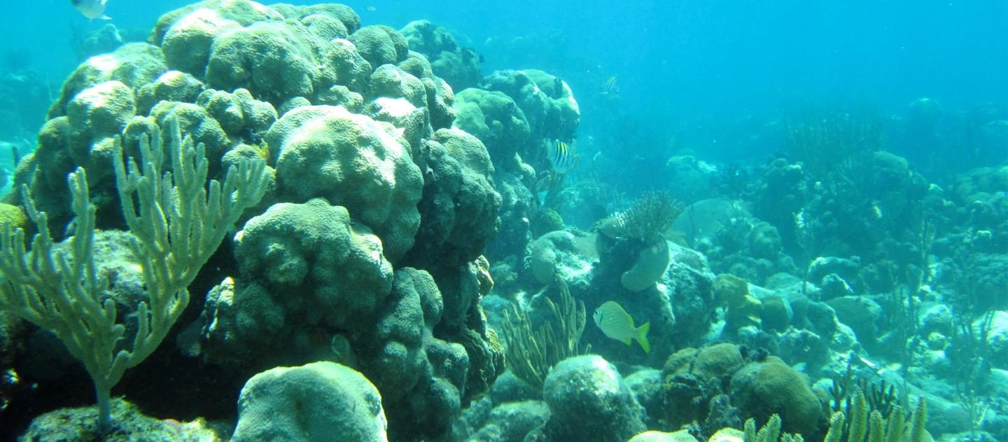 A coral reef at Playa Giron, Cuba