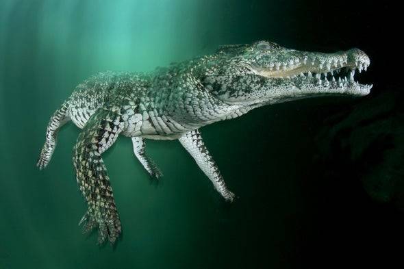 Cuban crocodile swimming underwater Cuban crocodile swimming underwater