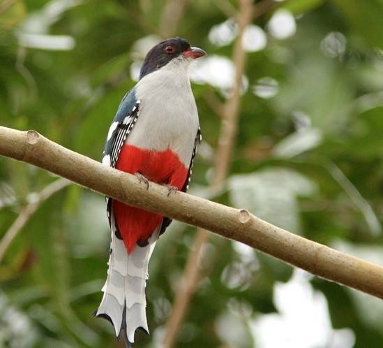 Cuban Trogon displays the colors of the Cuban flag Cuban trogon