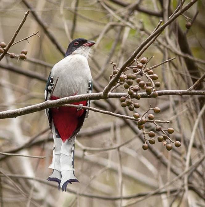 Cuban trogon Cuban trogon