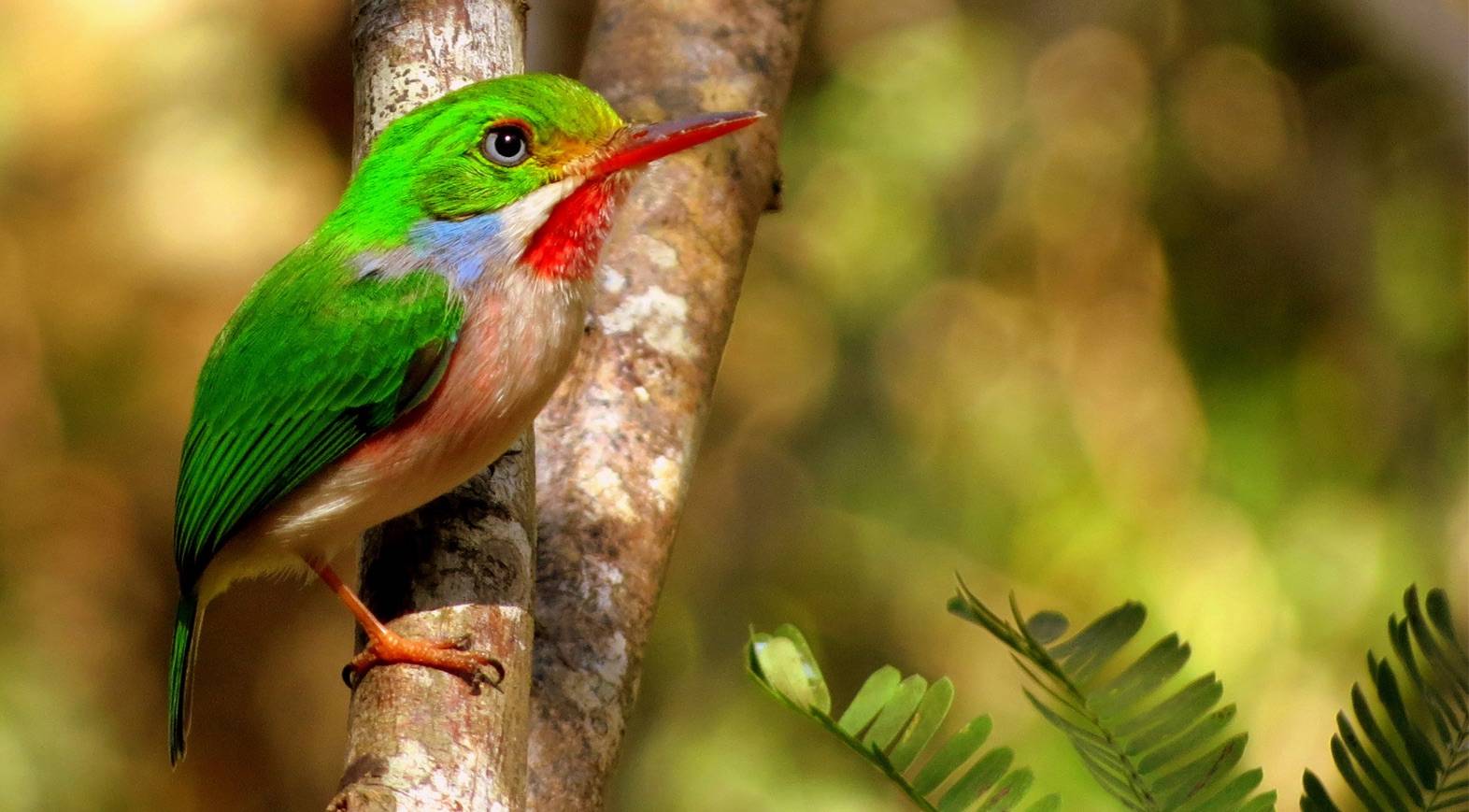 Cuban Trogon, Tocororo, Priotelus temnurus, Sierra del Rosario, Cuba Cuban Trogon, Tocororo, Priotelus temnurus, Sierra del Rosario, Cuba