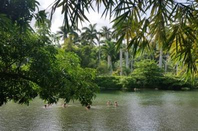 Duaba River in Baracoa swimmers in Duaba river surrounded by palm trees and lush greenery