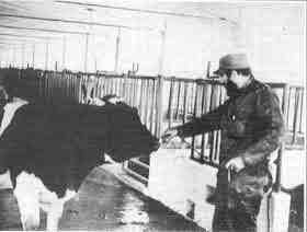 Fidel Castro visits a cattle-shed Fidel Castro visits a cattle-shed