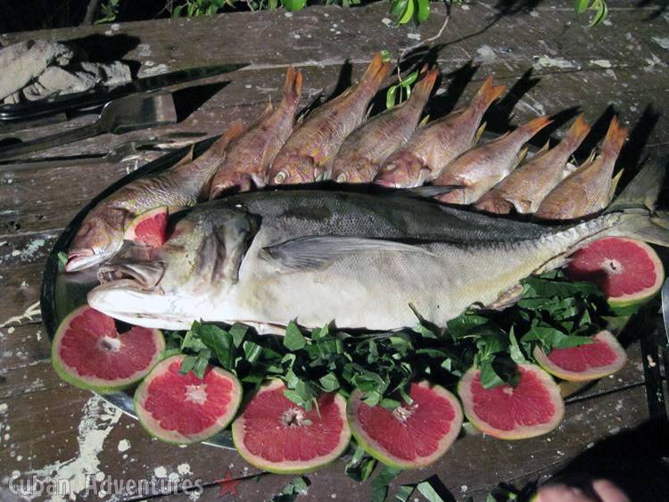 Fish Fish