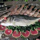 Fish Fish
