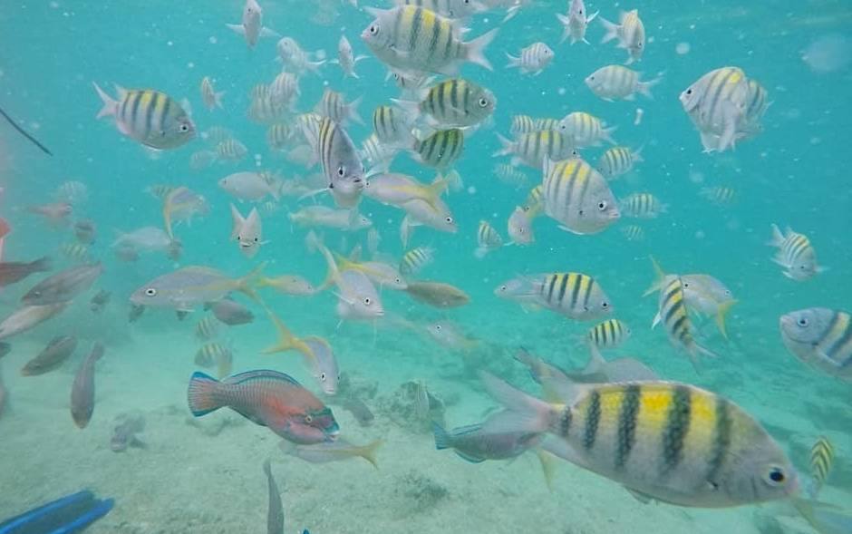 Fish near the shoreline of Playa Giron A school of fish at Playa Giron, Cuba