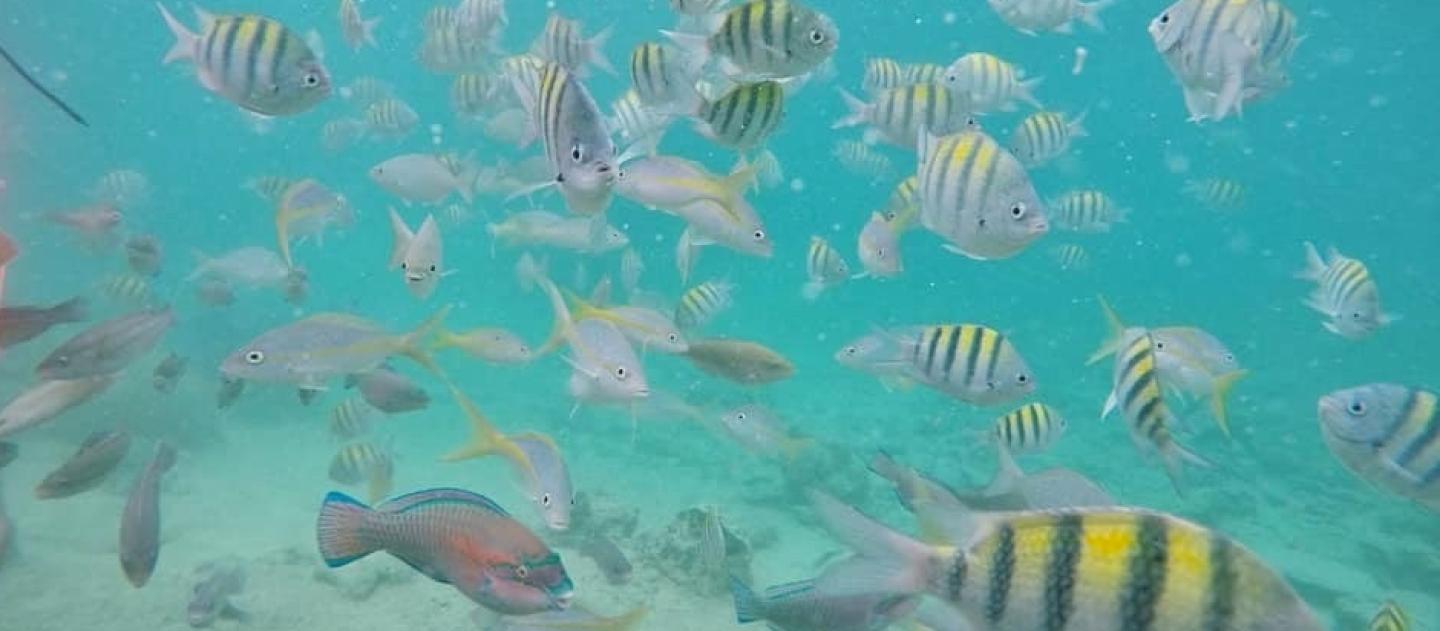 A school of fish at Playa Giron, Cuba