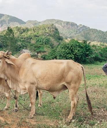 A pair of oxen in the Vinales valley, Cuba