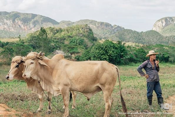 A pair of oxen in the Vinales valley, Cuba