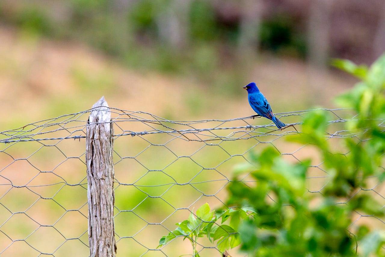 Indigo bunting Indigo bunting