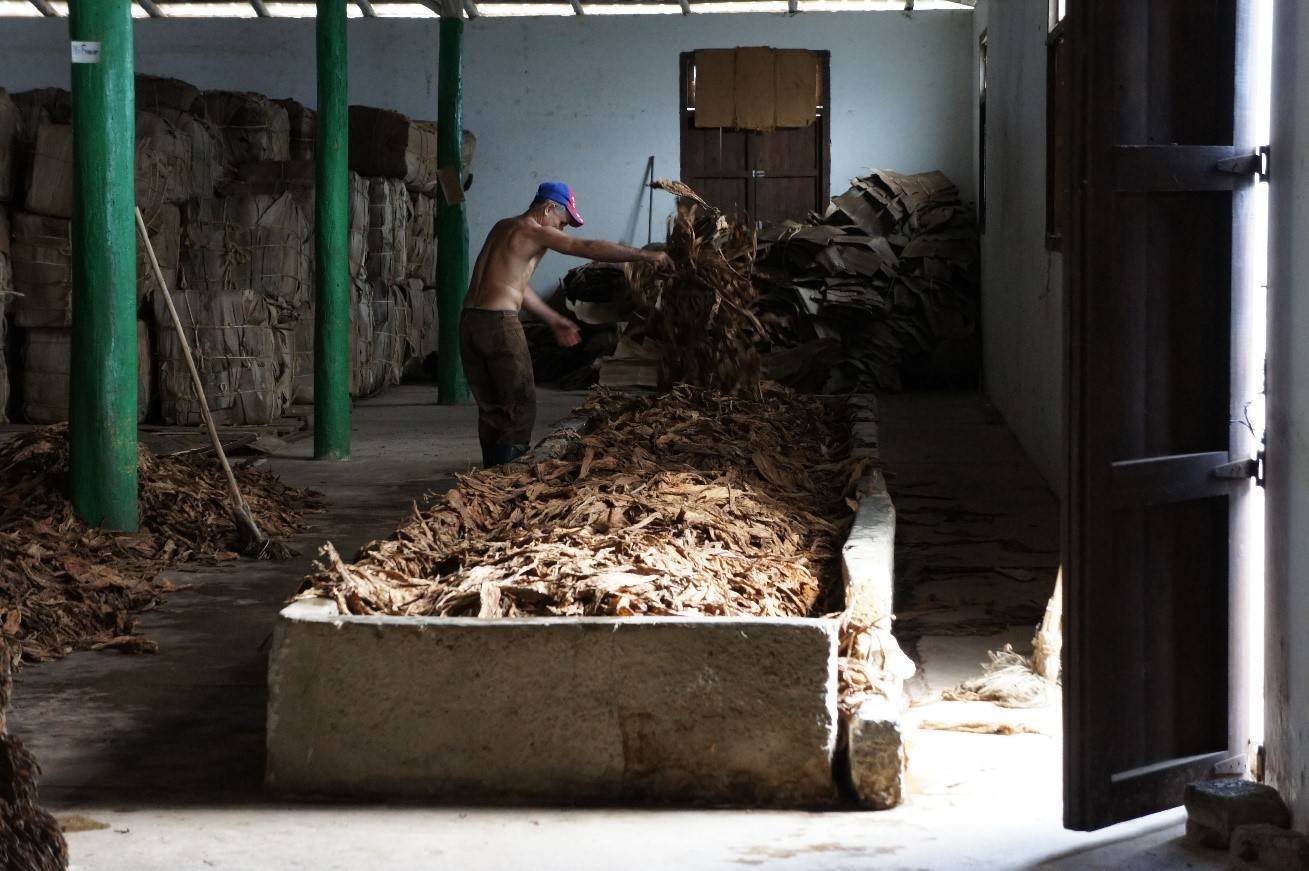 It takes many hands to make a cigar a tobacco sorter
