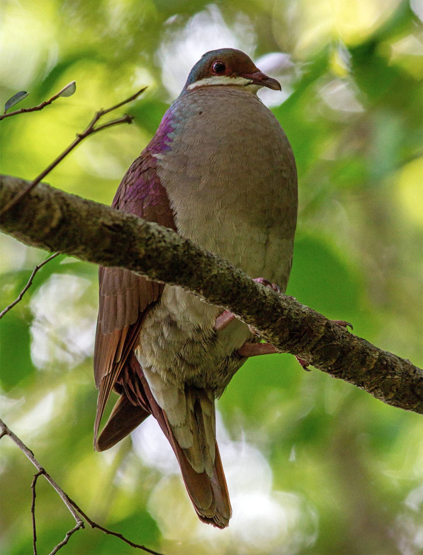 Key west quail dove Key west quail dove